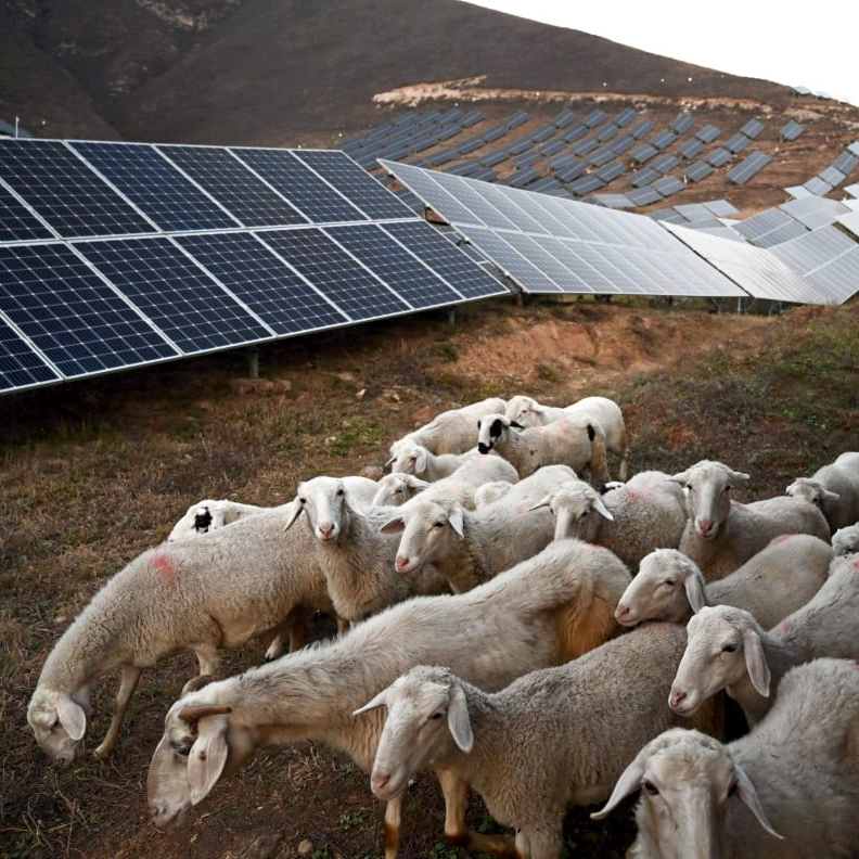 The image shows a flock of domestic sheep grazing on a hillside among rows of photovoltaic solar panels